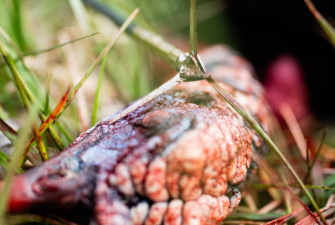 G5 Outdoors - Dirty Bird Broadhead