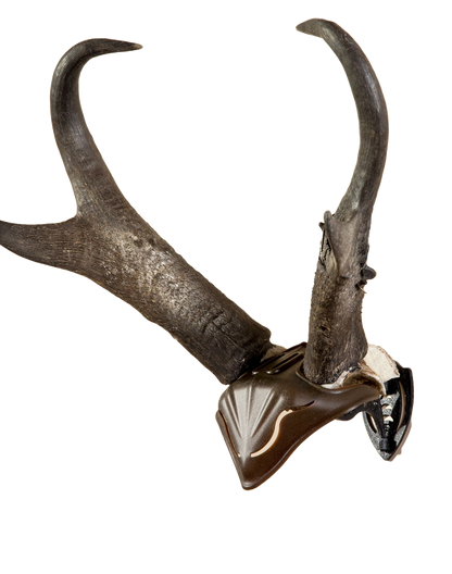 Skull Hooker - Skull Cap - Brown